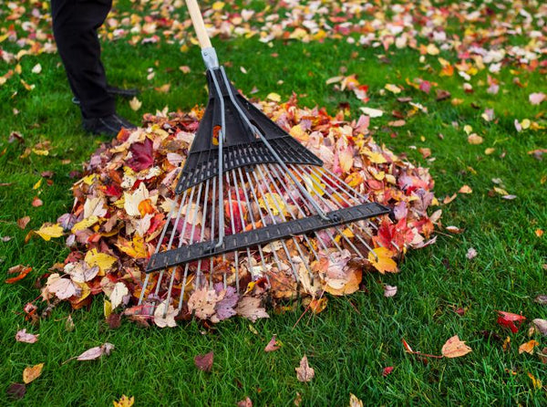 Benefits of Leaf Removal for Your Lawn During Fall Clean-up – SGPNow.com